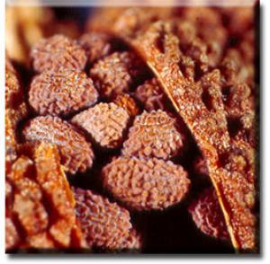 setSC-Sarracenia_minor-9