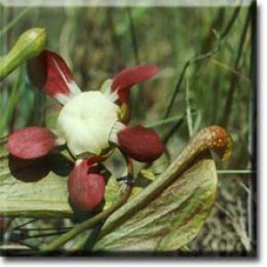 setSC-Sarracenia_psittacina-10