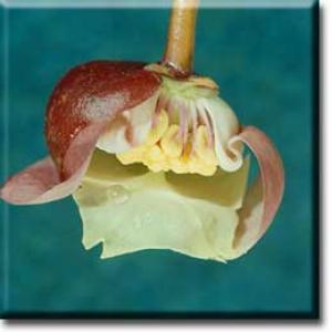 setSC-Sarracenia_psittacina-11