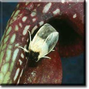 setSC-Sarracenia_psittacina-12