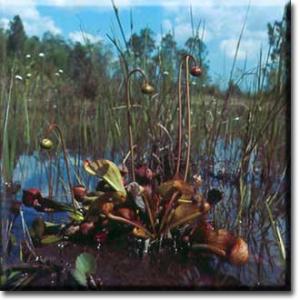 setSC-Sarracenia_psittacina-1