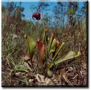 setSC-Sarracenia_psittacina-2