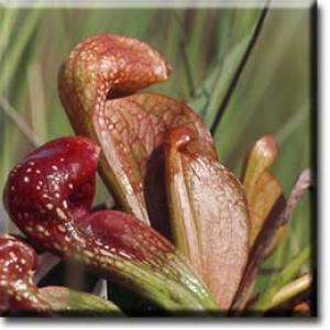 setSC-Sarracenia_psittacina-3