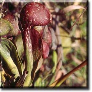 setSC-Sarracenia_psittacina-4