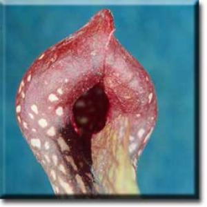 setSC-Sarracenia_psittacina-5