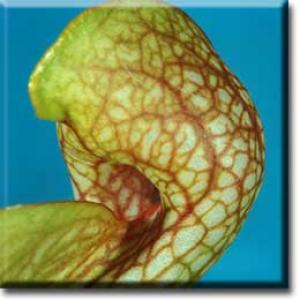 setSC-Sarracenia_psittacina-6