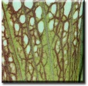 setSC-Sarracenia_psittacina-7