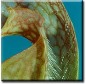 setSC-Sarracenia_psittacina-8