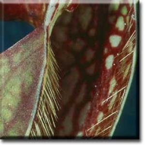 setSC-Sarracenia_psittacina-9