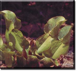 setSC-Sarracenia_purpurea-1
