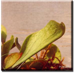 setSC-Sarracenia_purpurea-2