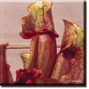 setSC-Sarracenia_purpurea-3