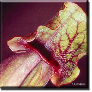 setSC-Sarracenia_purpurea-4
