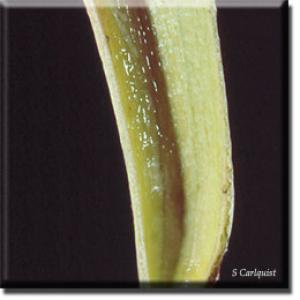 setSC-Sarracenia_purpurea-5