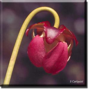 setSC-Sarracenia_purpurea-6