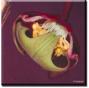 setSC-Sarracenia_purpurea-7