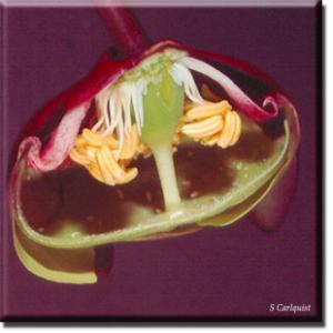 setSC-Sarracenia_purpurea-8