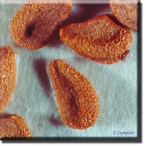 setSC-Sarracenia_purpurea-9
