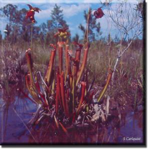 setSC-Sarracenia_rubra-1