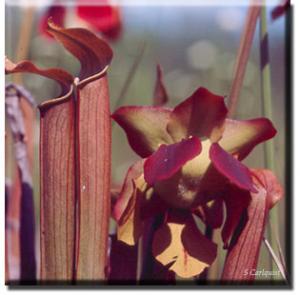 setSC-Sarracenia_rubra-2