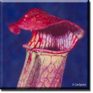 setSC-Sarracenia_rubra-3