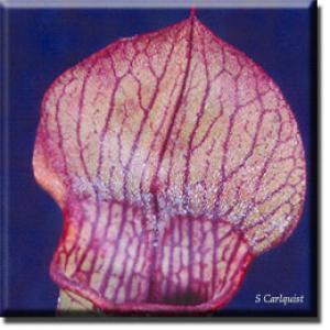 setSC-Sarracenia_rubra-4