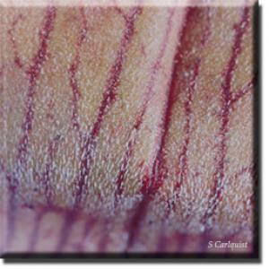 setSC-Sarracenia_rubra-5