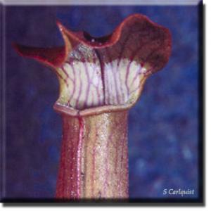 setSC-Sarracenia_rubra-6