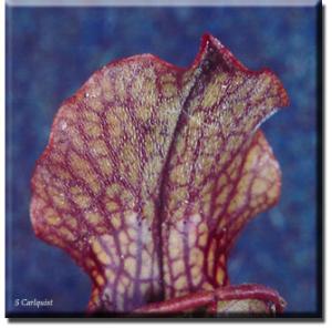 setSC-Sarracenia_rubra-7